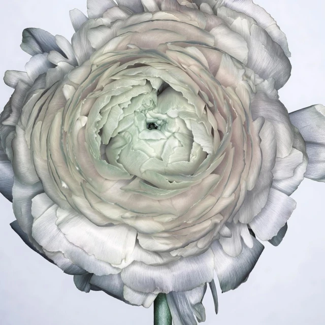 Close-up photograph of a light grey ranunculus flower with layered petals in a studio setting, creating a soft, elegant floral portrait.