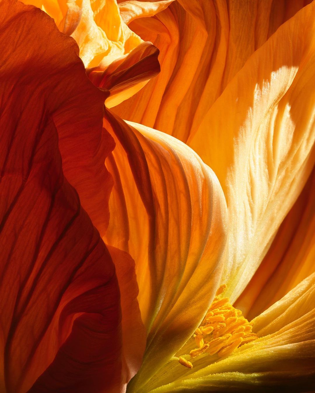Close-up photograph of an orange flower reveals the textures and details of its petals, highlighting the floral patterns in warm tones.