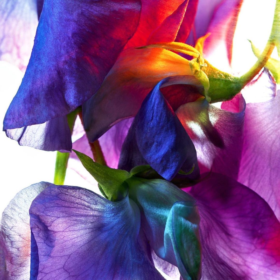 Macro photograph of vibrant purple, blue, red, and orange sweet pea flowers with a bright white background, showcasing their delicate petals.