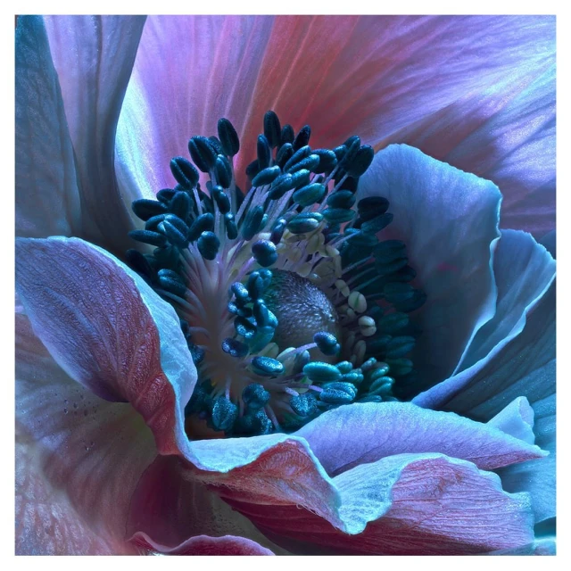 Close-up photo of an anemone flower with blue and pink petals and a teal center against a white background. Floral photography.