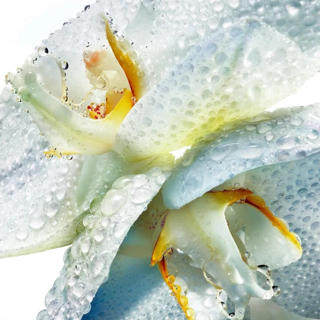 Macro shot of two white orchids covered in water droplets, showcasing delicate floral beauty and intricate texture against a light background.