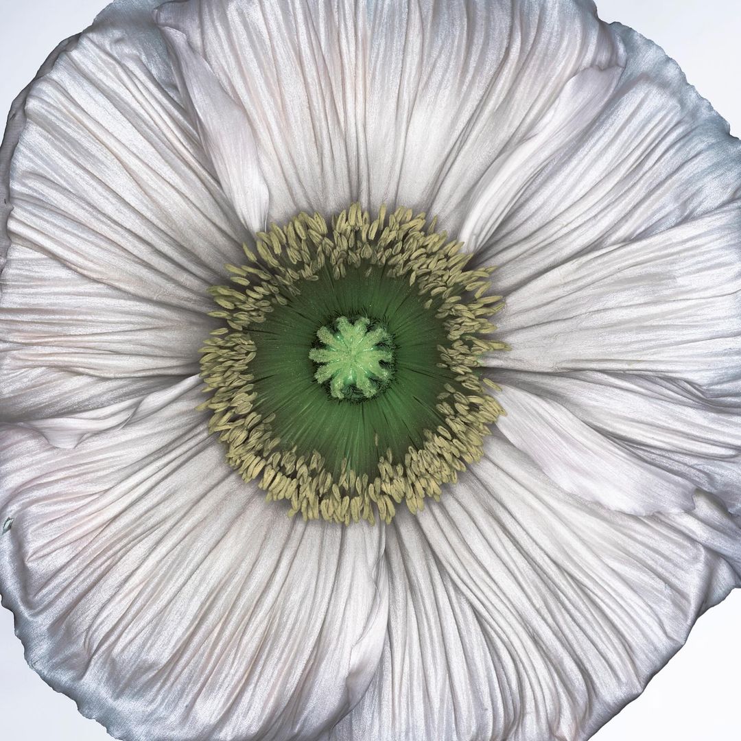 Close-up of a single pale white poppy with a green center, showcasing the flower's delicate petal texture and unique symmetrical design.