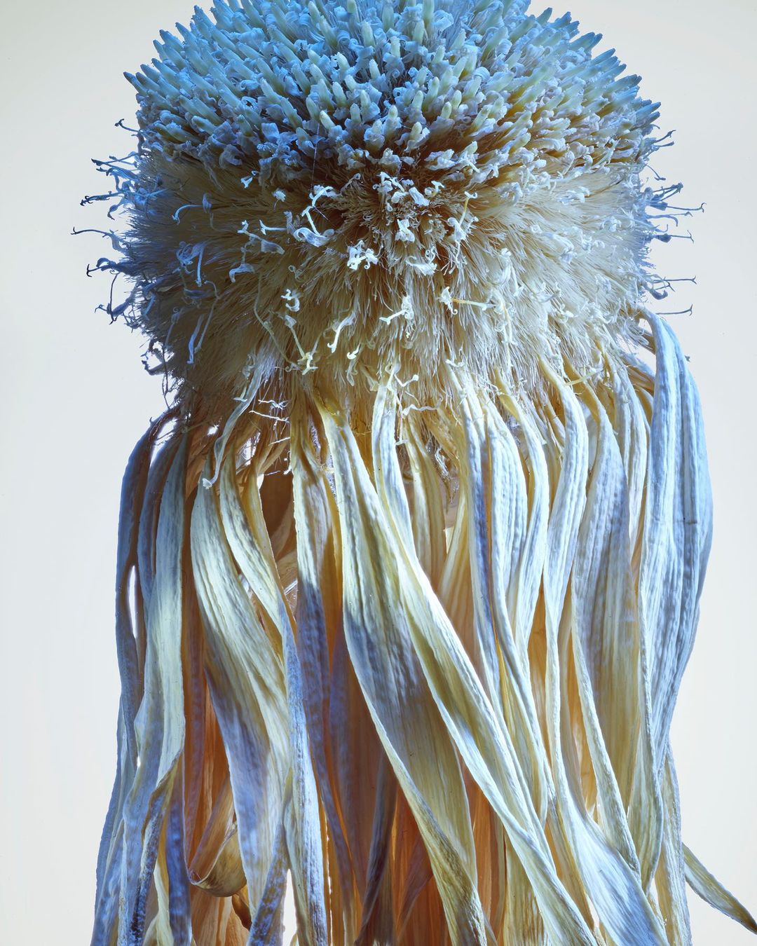 Close-up of a wilted flower head with drooping petals in shades of pale yellow and blue, set against a soft white backdrop.