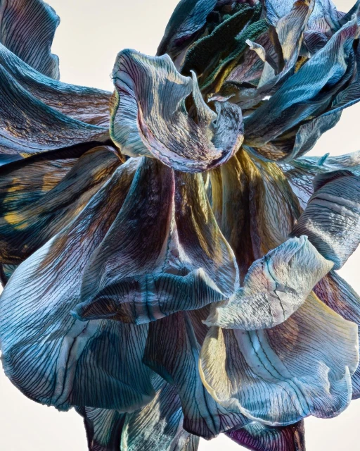 Striking close-up showcases a wilted tulip, its textured petals revealing shades of blue, purple, and gold against a clean white backdrop.
