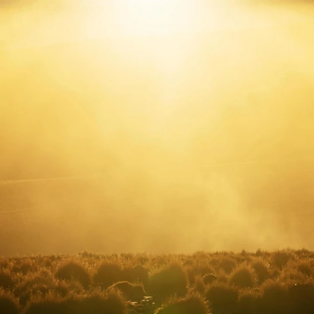 Golden light shines on a field of low bushes in an outdoor landscape with a strong atmospheric perspective.