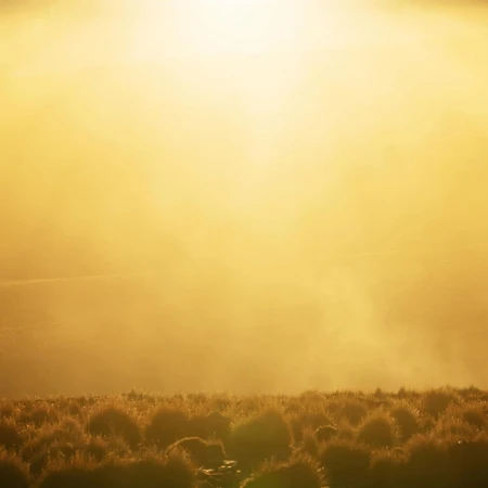 Golden light shines on a field of low bushes in an outdoor landscape with a strong atmospheric perspective.