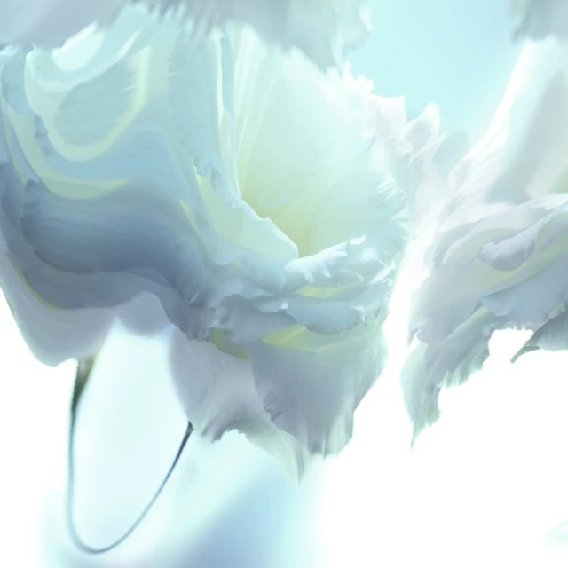 Close-up photography of three white Eustoma flowers with delicate petals and green stems against a soft blue background, floral beauty.