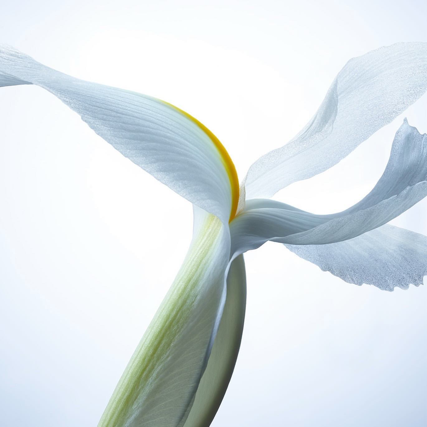 Close-up studio shot of a single white iris flower with a yellow center against a bright, clean background. Floral still life.