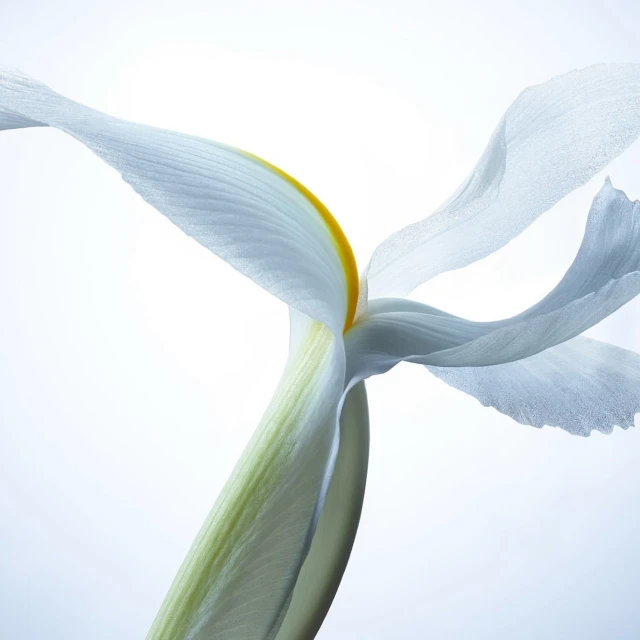 Close-up studio shot of a single white iris flower with a yellow center against a bright, clean background. Floral still life.
