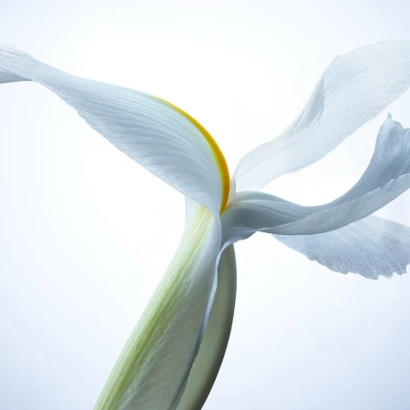 Close-up studio shot of a single white iris flower with a yellow center against a bright, clean background. Floral still life.