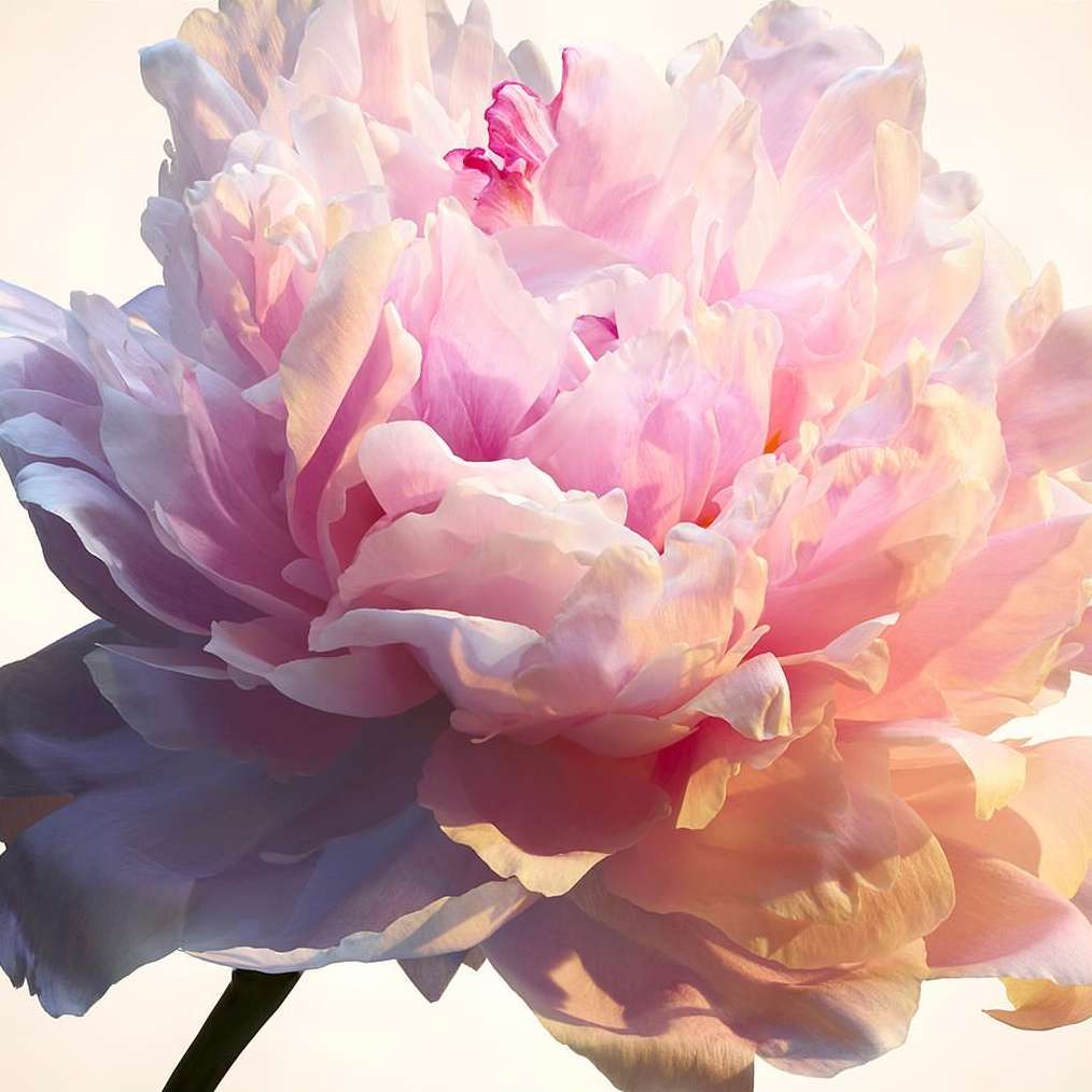 Close-up of a large, pink and white peony flower in full bloom, showcasing its delicate petals and soft lighting against a bright background.