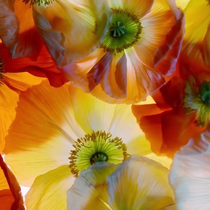 Close-up of vibrant yellow and orange poppy flowers, highlighting the delicate petals and detailed centers in a botanical arrangement.