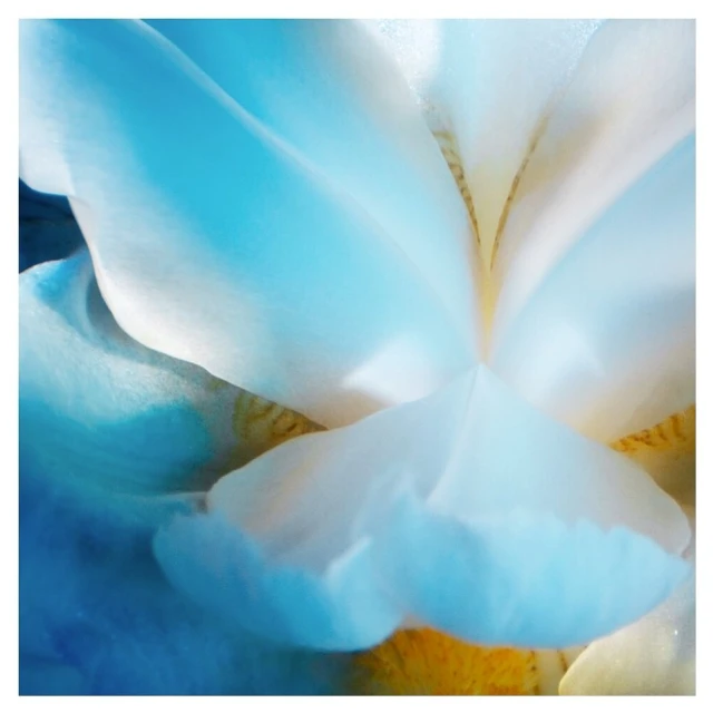 Close-up photograph of a white and blue iris flower with delicate petals, highlighted by soft lighting that emphasizes the flower's texture.
