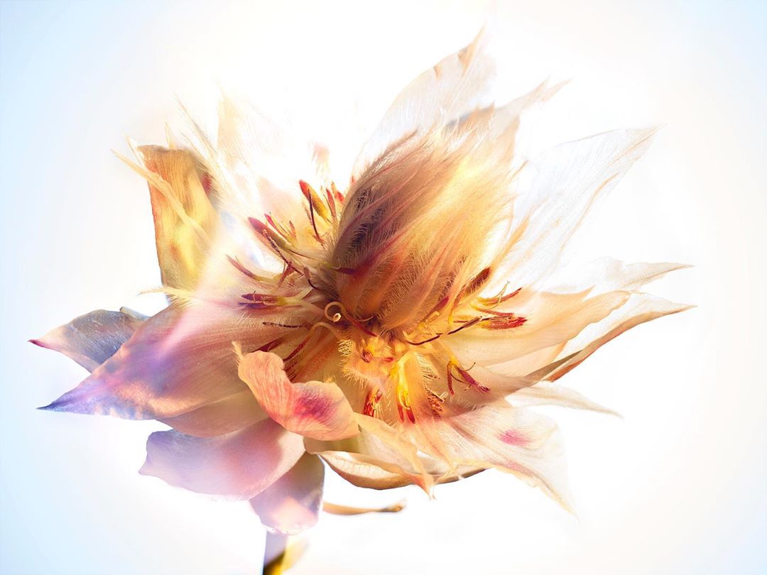 Close-up photograph of a flower with translucent petals in shades of orange and yellow against a bright, light blue background.
