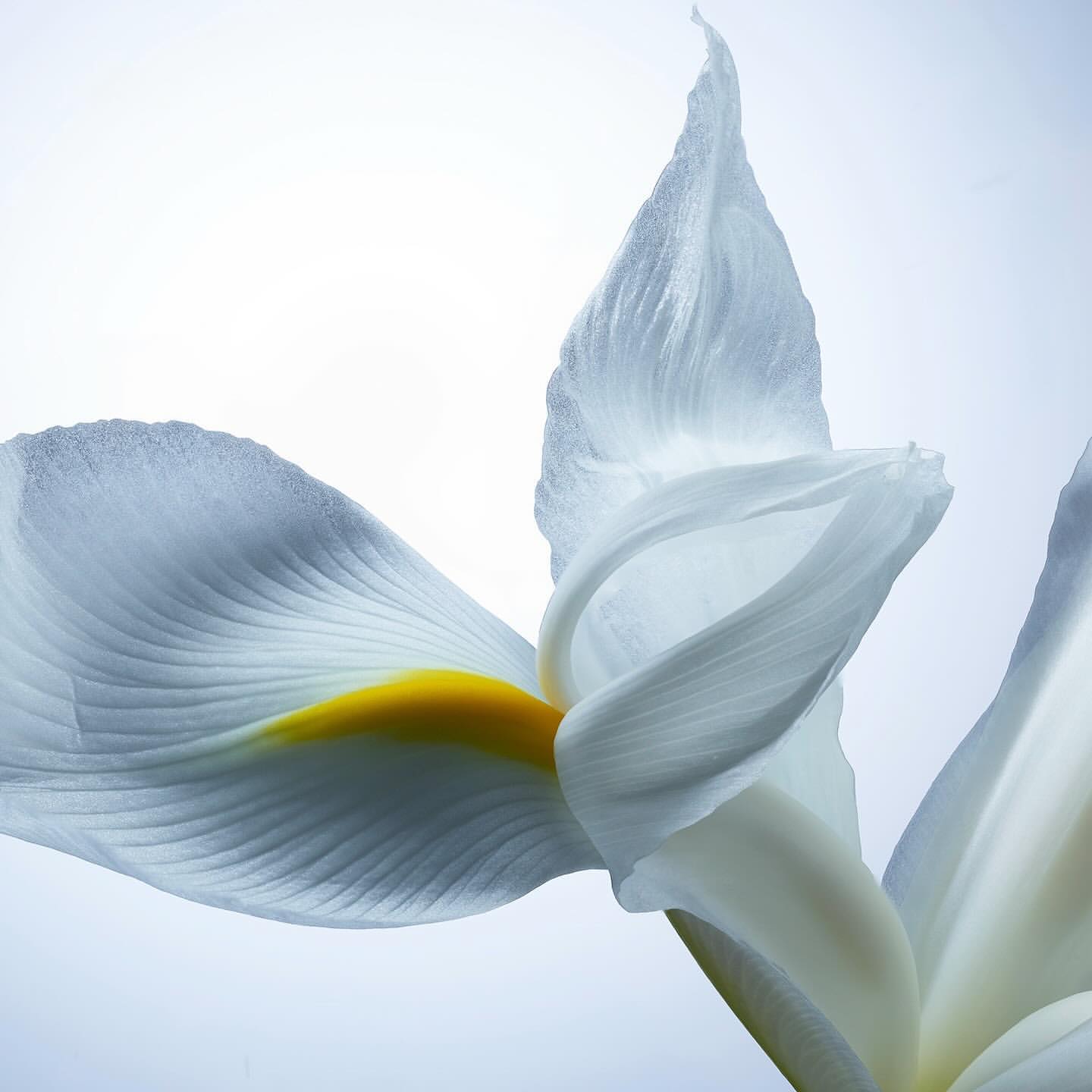 Macro photo of a white iris flower with a yellow accent on a pale blue and white background, showcasing floral details and soft lighting.