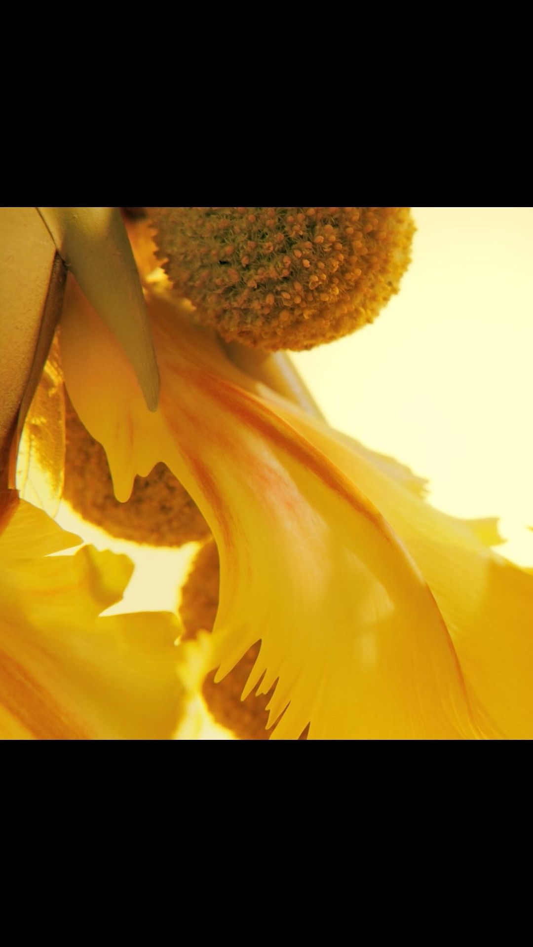 Close-up of a vibrant yellow tulip with intricate details of petals and a fuzzy center, bathed in warm, soft light, creating a striking floral image.