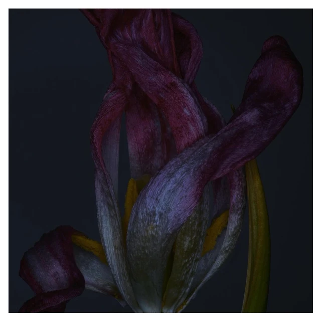 Macro photograph of a wilted purple tulip against a dark grey background, showcasing intricate textures and fading colors in an artistic floral portrait.