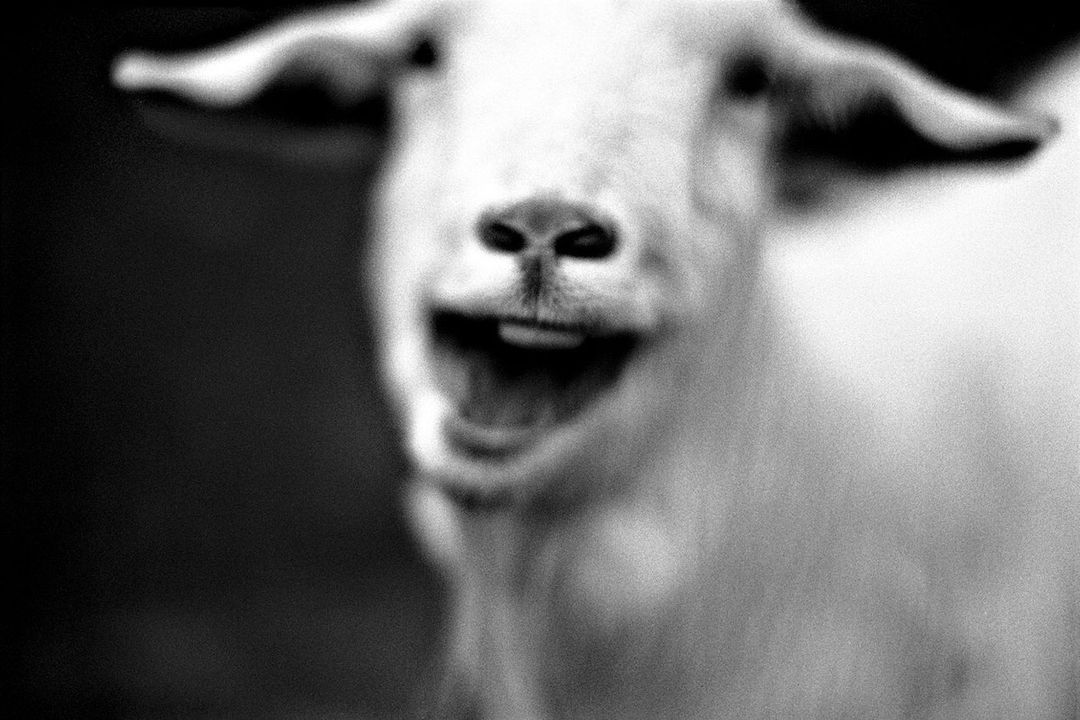 Close-up black and white photo of a light-furred goat with its mouth open. The goat's face is prominent, with dark background.