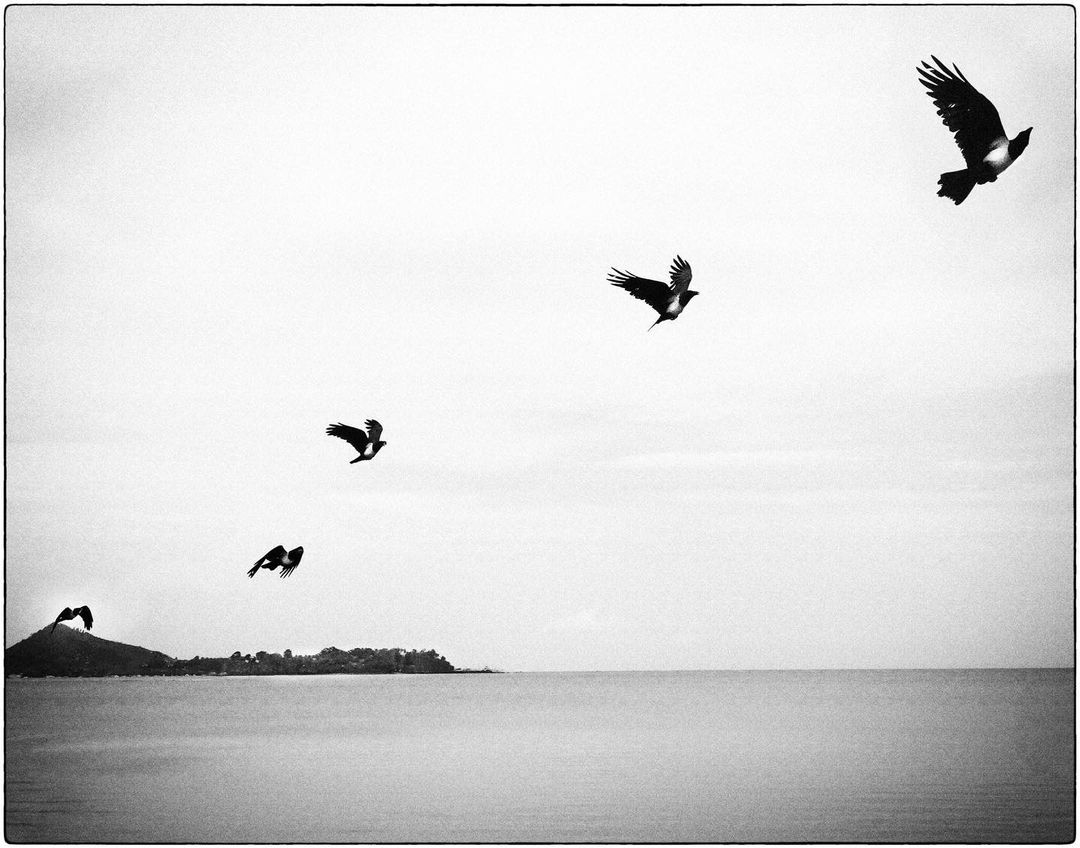 Black and white image of several birds in flight above a body of water, with a land mass visible in the distance.