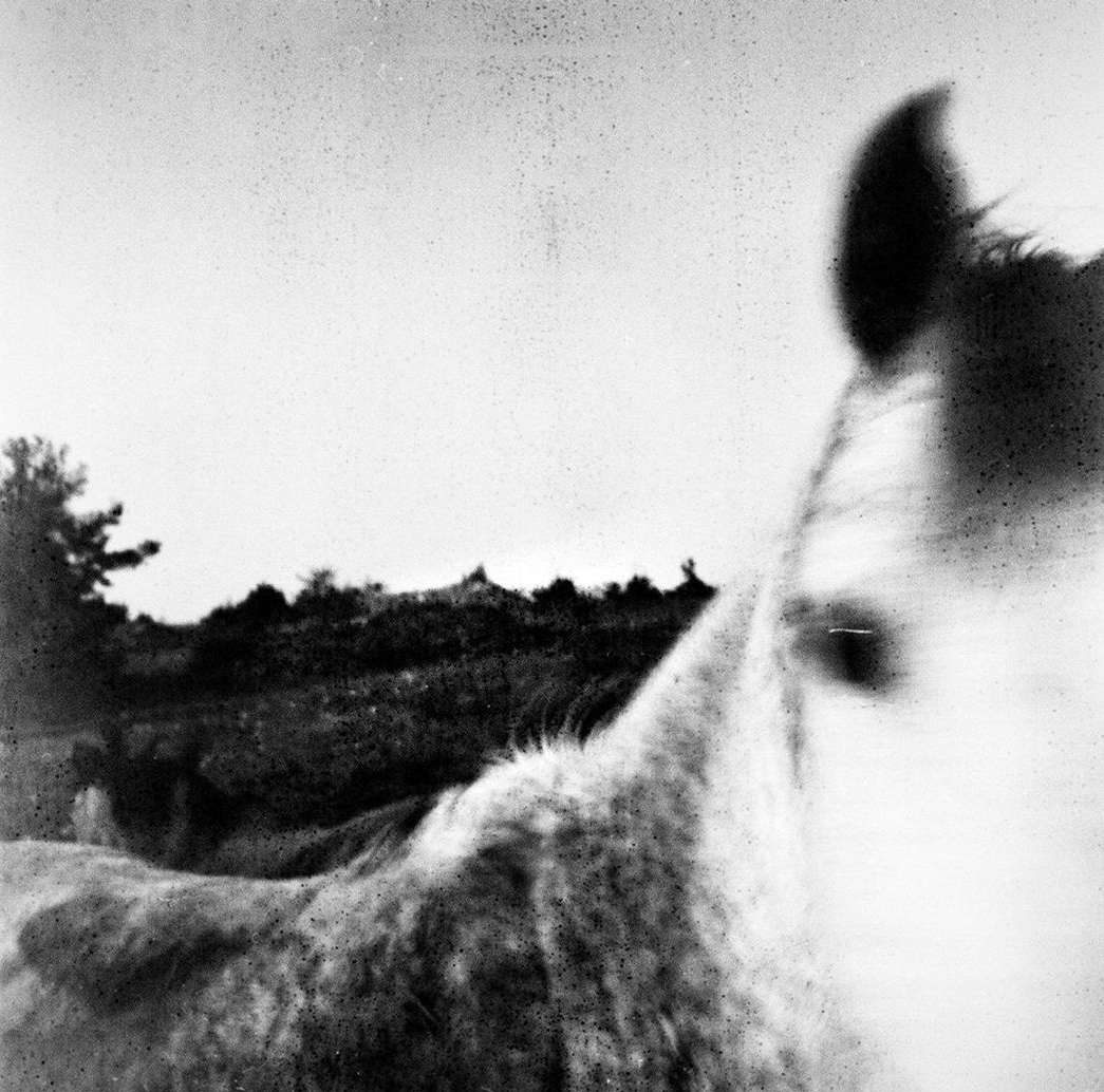 Monochrome photograph of a horse with a field and trees in the background; selective focus emphasizes the horse's face.