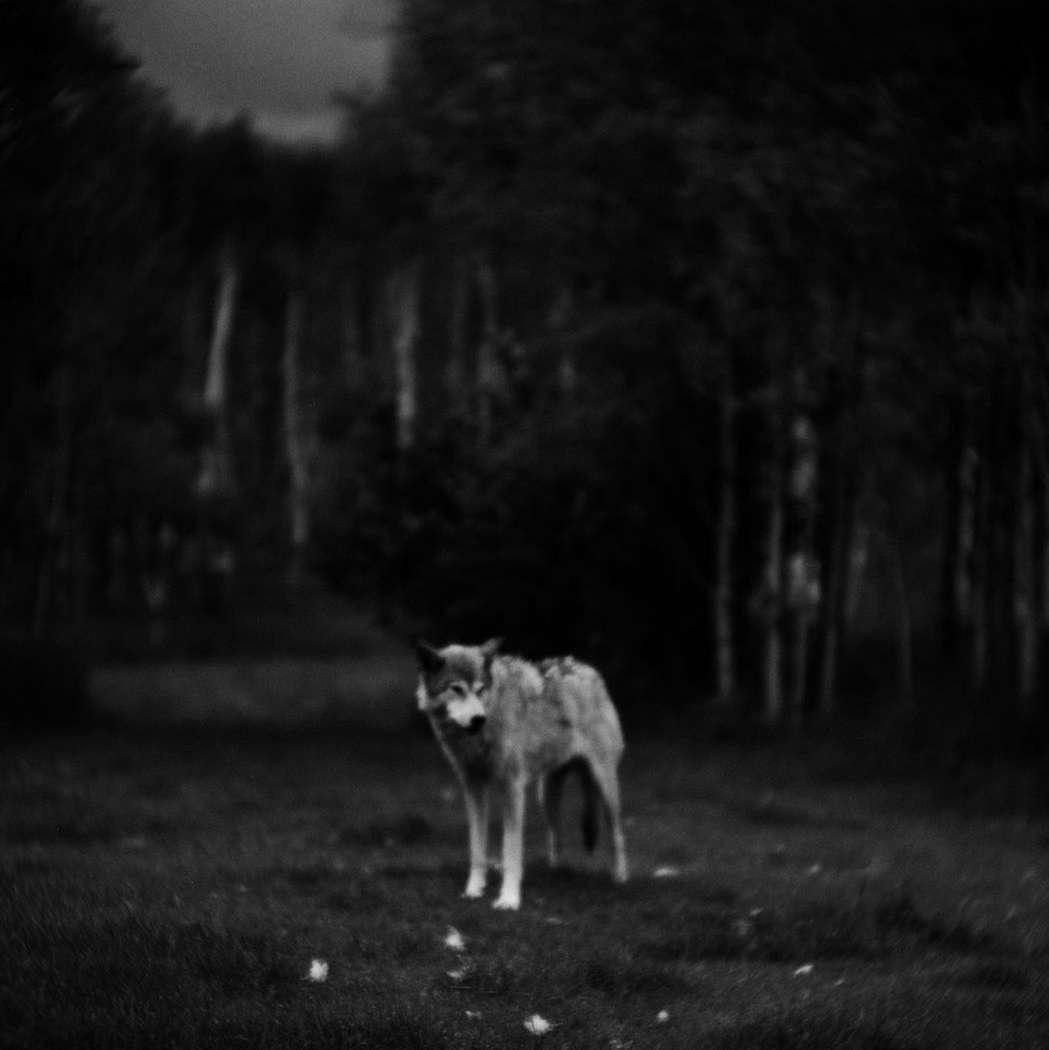 Black and white photograph of a wolf standing in a field with a blurred background of trees, creating a serene and wild atmosphere.