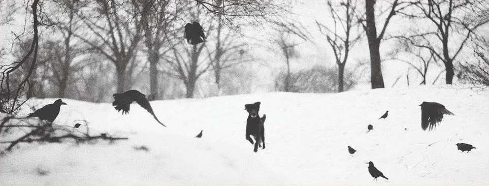 Black and white image of a dog running through a snow-covered field with several black birds scattered throughout the scene.