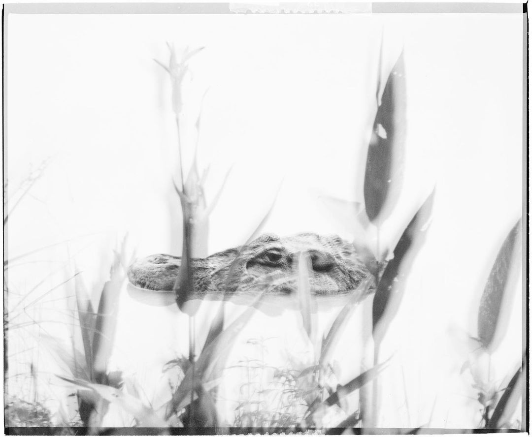 Monochrome image of an alligator in the water surrounded by tall grasses, creating a natural habitat scene with a focus on wildlife.