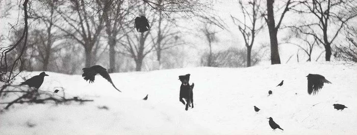 Black dog running across a snowy field surrounded by multiple flying and perched black birds under bare winter trees
