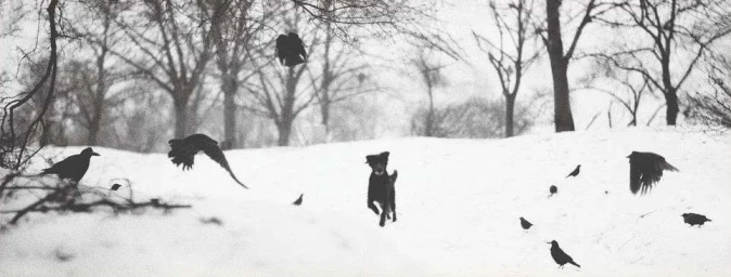 Black dog running across a snowy field surrounded by multiple flying and perched black birds under bare winter trees