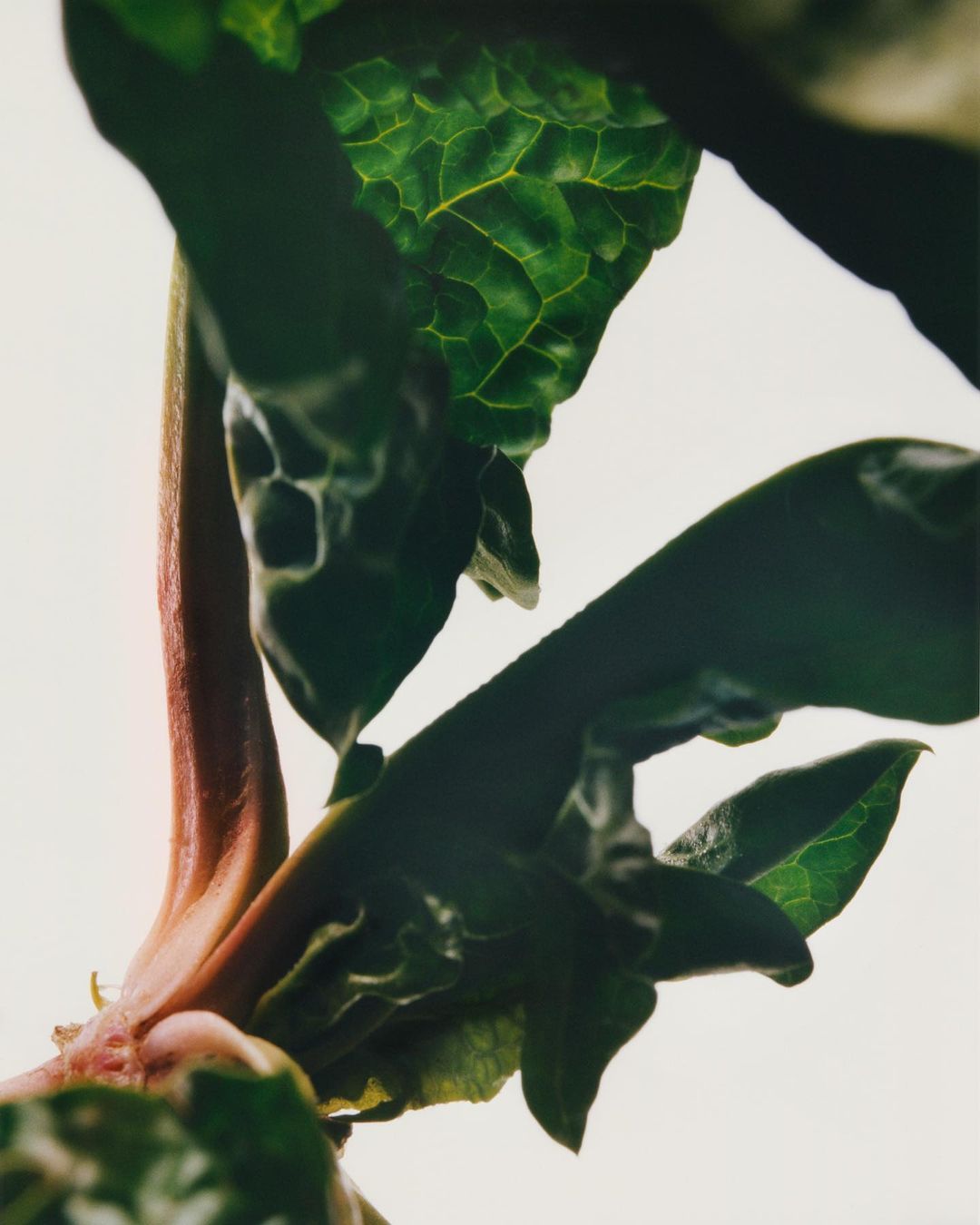 Close-up of a plant stem and leaves with green foliage against a white background, showcasing nature's textures and vibrant colors.