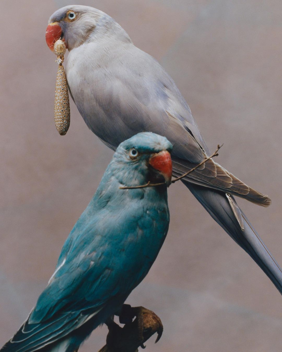 Close-up studio shot of two colorful parrots perched closely together with plumage in shades of white, blue, and red.