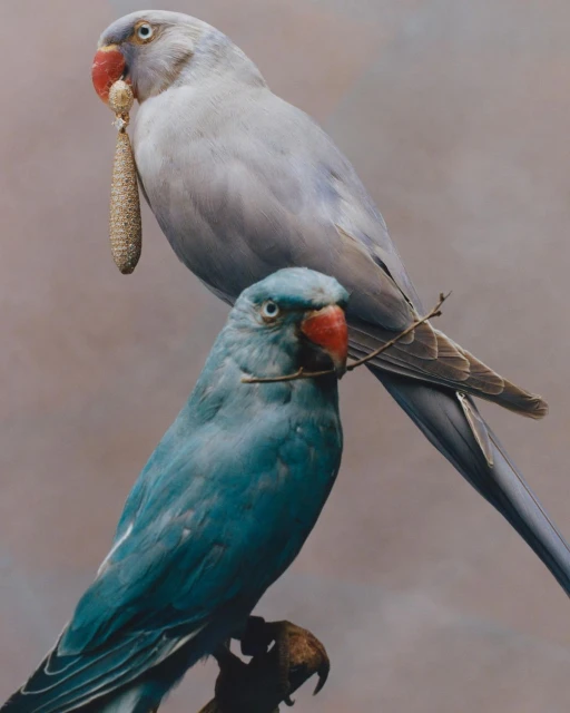Close-up studio shot of two colorful parrots perched closely together with plumage in shades of white, blue, and red.