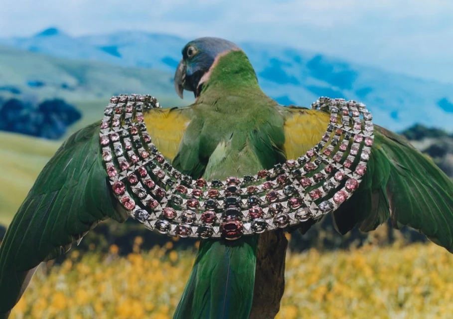 A blue-headed parrot perches on a branch wearing a four-strand pink and white rhinestone necklace with an outdoor, natural background.