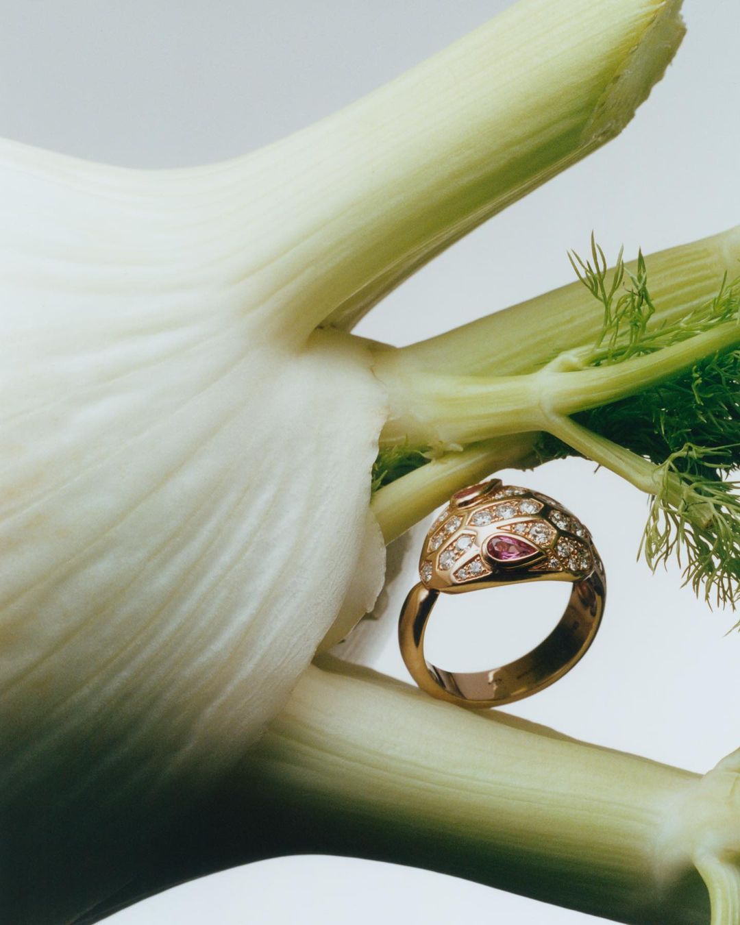 Close-up of a gold ring adorned with pink and white gemstones, resting on a white bulb of fennel with sprouting green fronds.