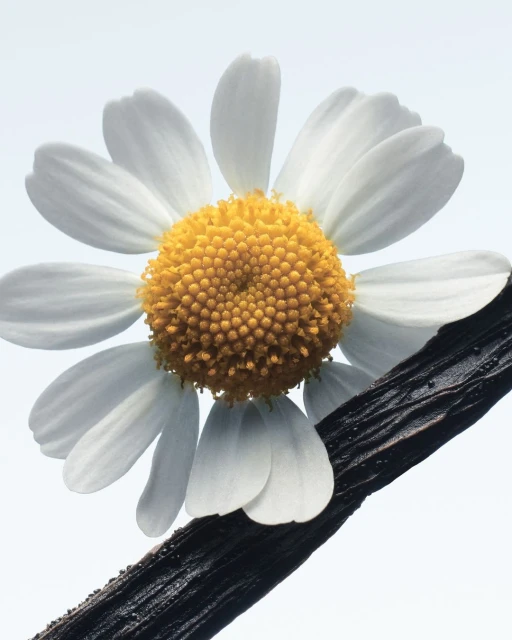 Close-up studio shot of a white daisy flower with a yellow center lying on a dark brown vanilla bean pod against a bright white background.