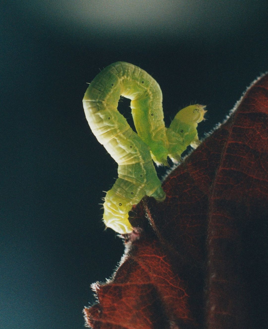 Close-up of a light green caterpillar with dark spots crawling on a reddish-brown leaf against a dark gradient background.
