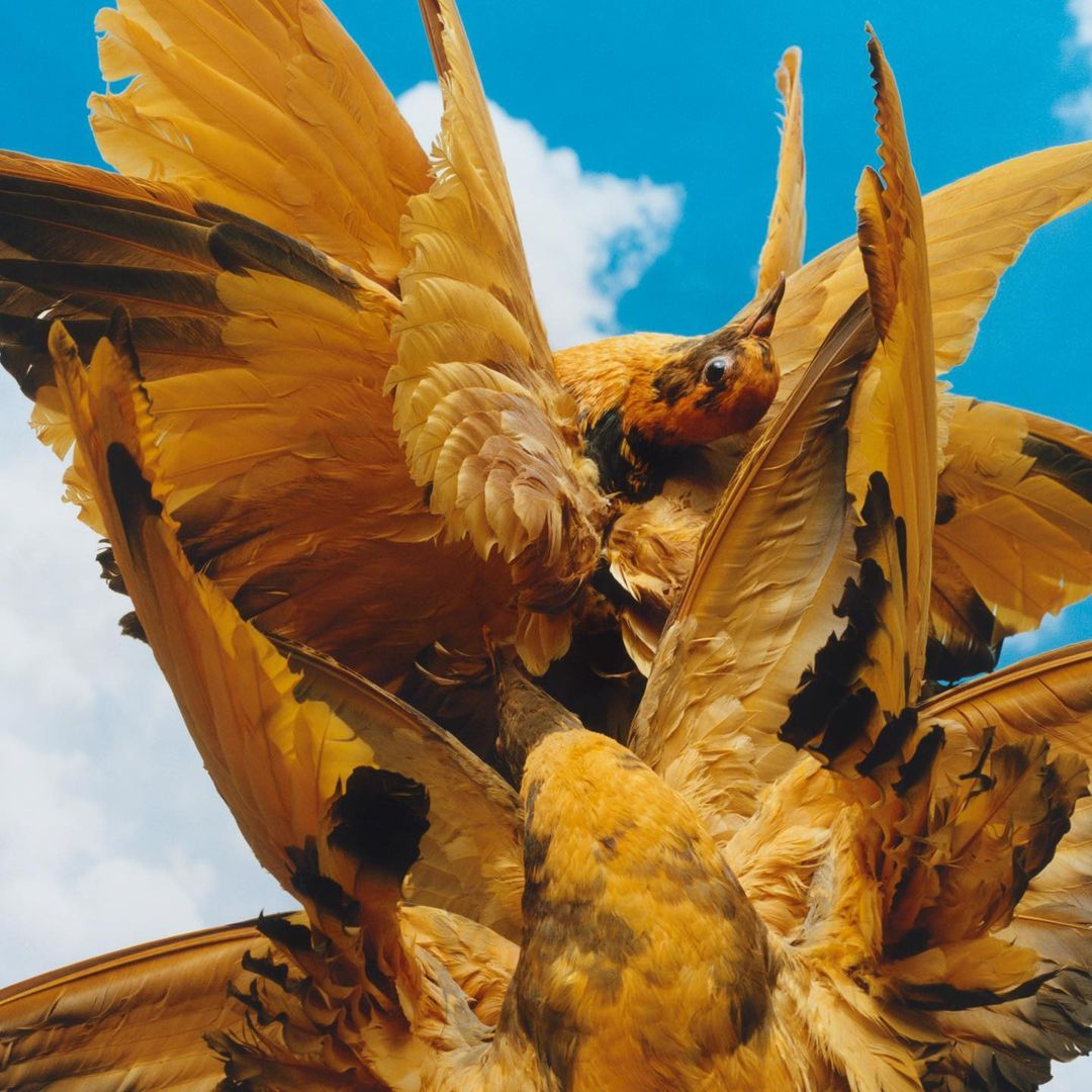 Striking low-angle shot of several yellow and brown birds in flight against a bright blue sky with scattered white clouds on a sunny day.