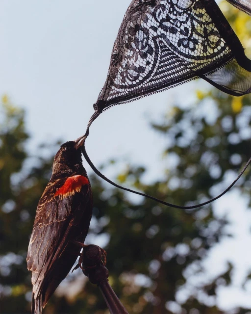A red-winged blackbird perches on a branch, tugging at the strap of a black lace bra hanging overhead, against a soft sky backdrop.