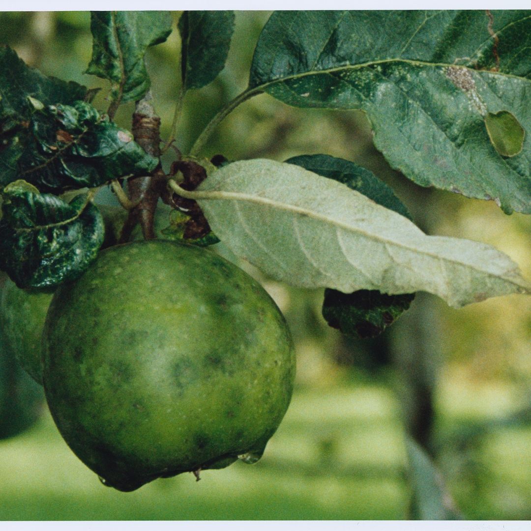 Close-up of a green apple hanging from a branch with leaves, showcasing the fruit's natural texture and vibrant color in outdoor setting.