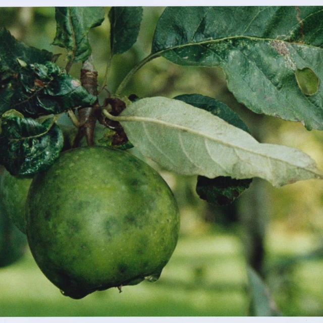 Close-up of a green apple hanging from a branch with leaves, showcasing the fruit's natural texture and vibrant color in outdoor setting.