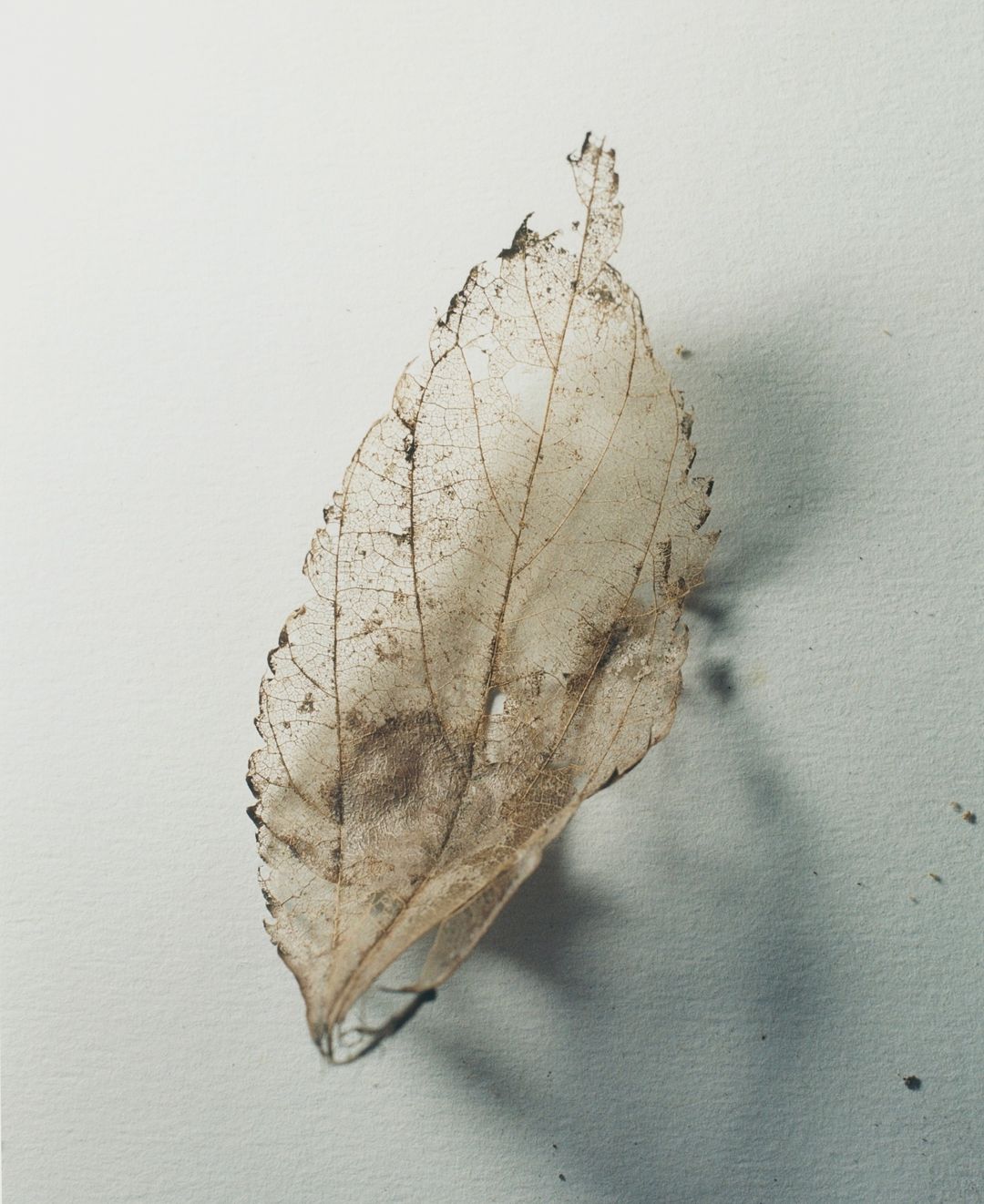 Close-up studio shot of a semi-transparent leaf skeleton with visible veins and a serrated edge, set against a bright white backdrop.