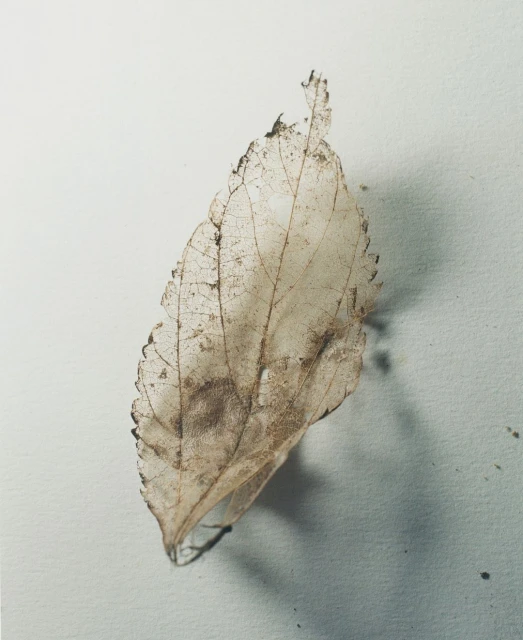 Close-up studio shot of a semi-transparent leaf skeleton with visible veins and a serrated edge, set against a bright white backdrop.