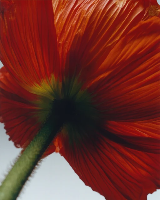 Striking close-up photograph of an orange poppy flower, showcasing its textured petals, stem, and vibrant colors against a soft background.