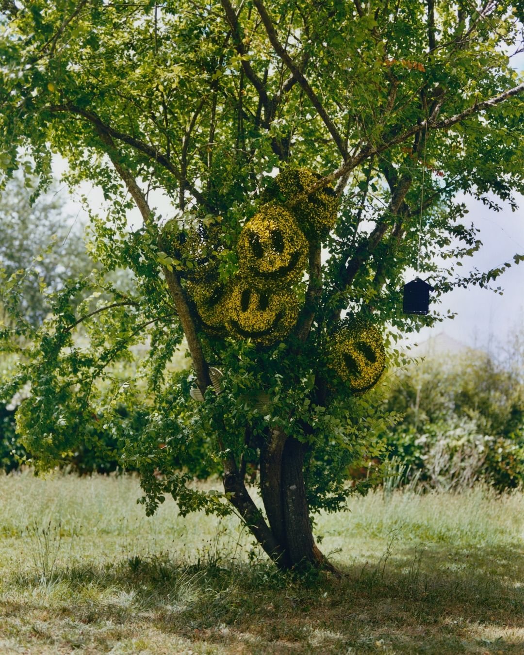 Tree with smiley face decorations in outdoor setting with green grass and foliage. Sunlight filters through leaves, creating dappled light.