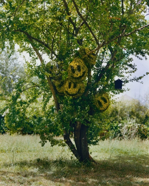 Tree with smiley face decorations in outdoor setting with green grass and foliage. Sunlight filters through leaves, creating dappled light.