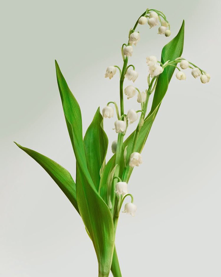 Lily of the valley flowers with green leaves, close-up studio shot in vertical format with soft, neutral lighting. Floral botanical.