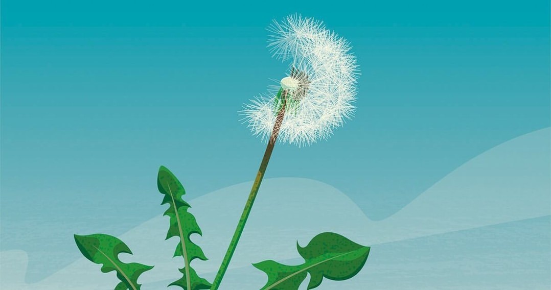 Illustration of a dandelion with a white seed head and green leaves against a light blue background, botanical illustration.