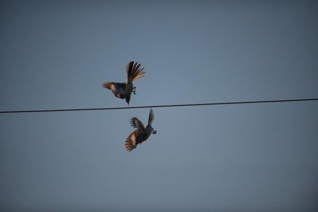 Two birds perch on a wire against a clear blue sky in an outdoor setting, showcasing nature and wildlife photography.