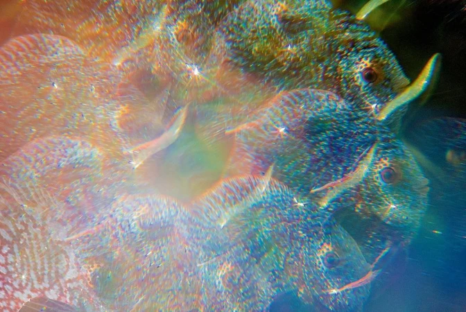 Abstract close-up of fish scales with iridescent rainbow hues, creating a blurred, textured, and colourful marine-life scene.