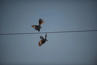 Two birds tumbling mid-air near a thin horizontal wire against a clear sky background